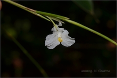 Schumannianthus virgatus